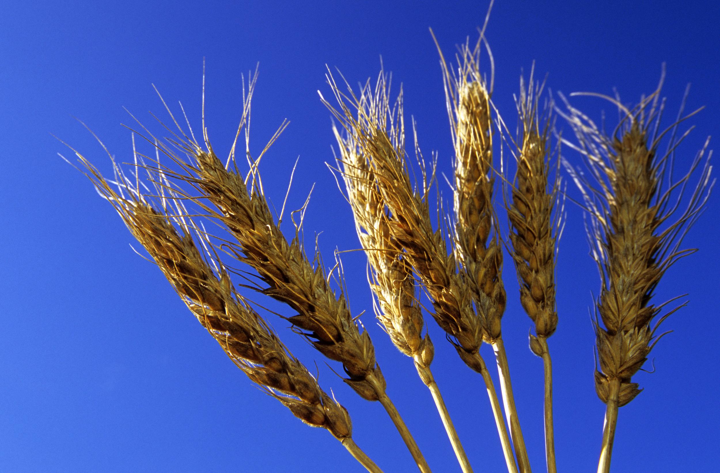 Le blé, aussi populaire que toxique - Greenpeace France