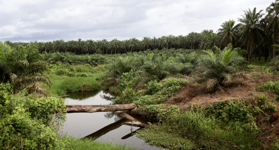 La nouvelle frontière de la déforestation se trouve désormais en Afrique. C’est une économie complexe, reposant sur un dédale de filiales difficile à déchiffrer. Mais parfois, la longue chaîne de capitaux qui menace la forêt remonte jusqu’en France. Exemple avec le groupe Bolloré et la Socfin. Notre enquête. 