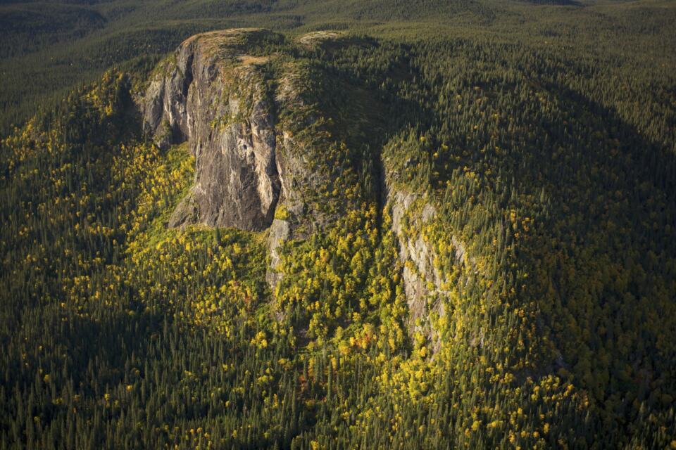 La forêt boréale doit être protégée. Greenpeace ne se taira pas !