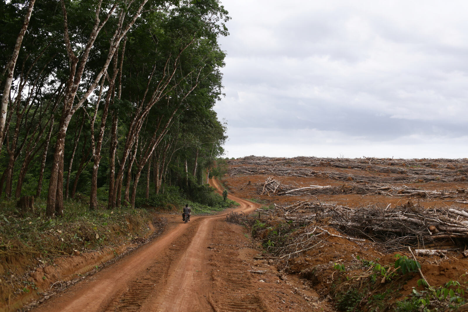 Cette année, la journée internationale de la liberté de la presse a une drôle de saveur pour Greenpeace. Ce matin, le directeur général de Greenpeace France est convoqué devant le tribunal de grande instance de Paris, suite à une plainte déposée par l'entreprise de plantations Socfin qui l'accuse de « porter atteinte à son honneur ». 