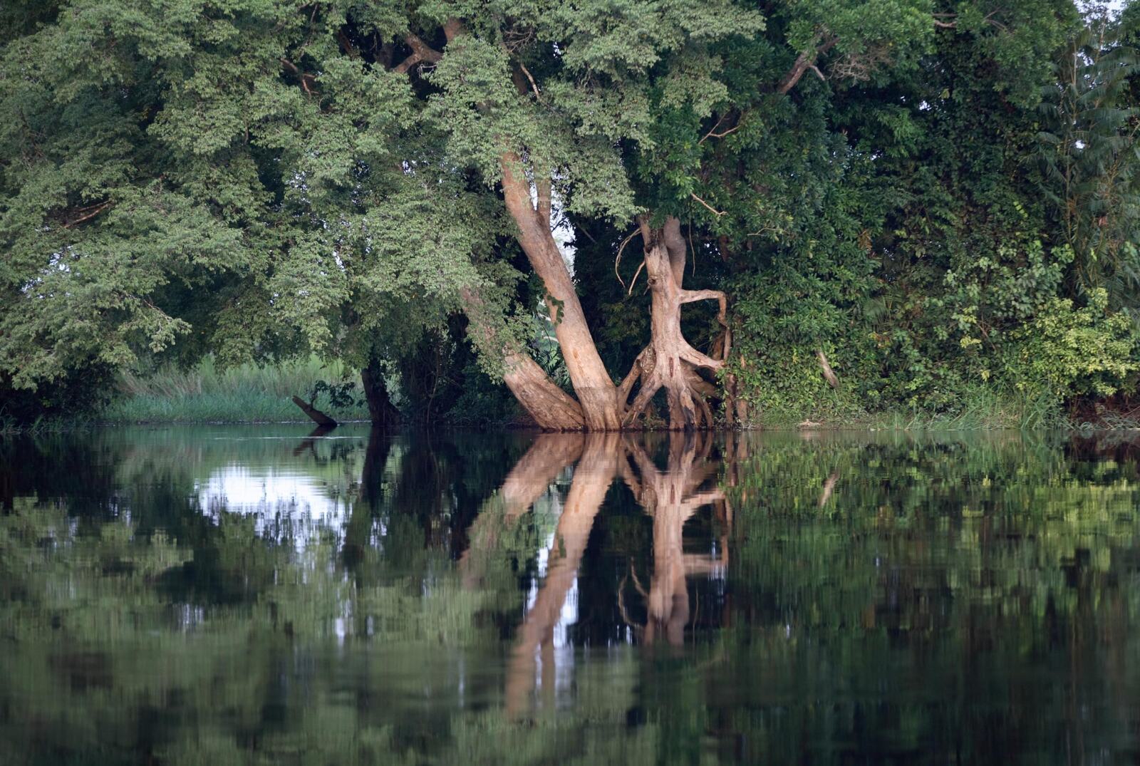 Après la guerre qui a frappé la République démocratique du Congo (RDC) en 2002 et sous la pression de la Banque mondiale, le gouvernement congolais a suspendu les attributions de nouvelles concessions d'exploitation forestière. L'un des principaux objectifs de cette mesure adoptée il y a 15 ans était de mettre en place de nouvelles mesures pour transformer le secteur forestier en une industrie durable, capable de générer des milliards de dollars de chiffre d'affaires et des dizaines de milliers d'emplois. Or l'Agence Française de Développement (AFD) a proposé un programme qui encourage le développement de l'exploitation industrielle du bois dans le pays, à contre-courant des efforts réalisés ces dernières années.