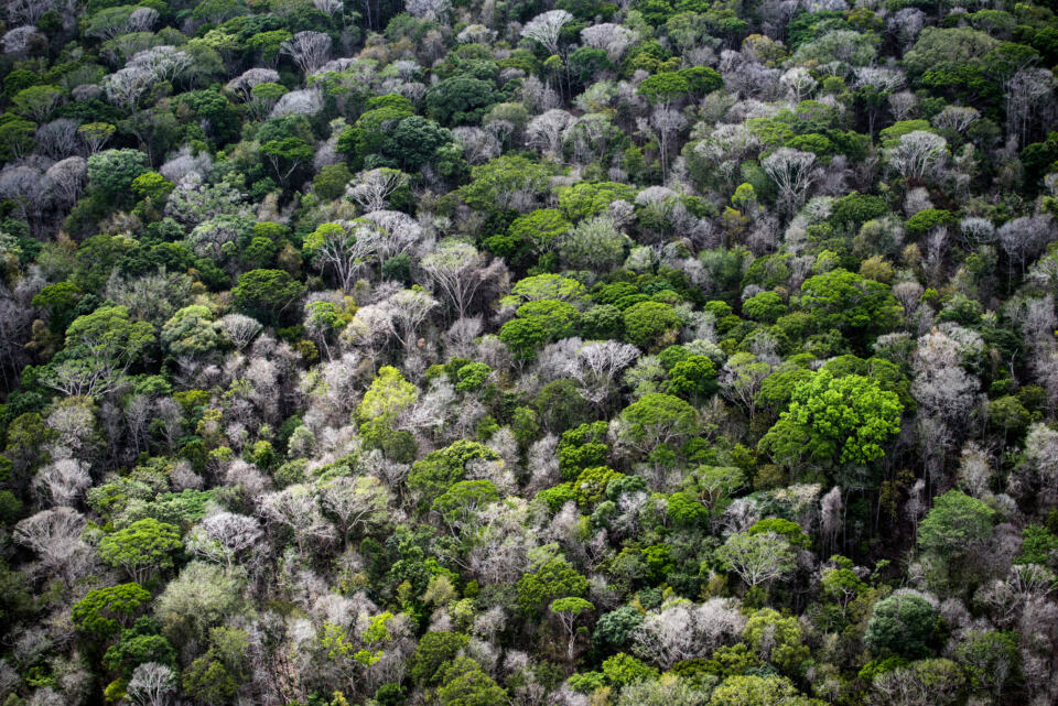 Il y a quelques jours, le procureur de l’État d’Amapá a officiellement recommandé à l’Agence brésilienne de protection de l’environnement (IBAMA) de suspendre les licences environnementales de Total et BP dans le cadre de leur projet de forages exploratoires près du Récif de l’Amazone. Sans ces autorisations, il sera impossible pour les pétroliers de conduire leurs opérations de forage. 