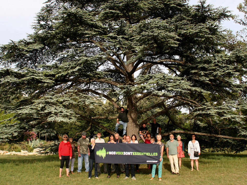 Les membres du groupe local Greenpeace La Rochelle, accompagnés de sympathisants ont posé auprès de cet arbre remarquable il y  a quelques jours pour soutenir la liberté d'expression et dénoncer les attaques judiciaires du géant canadien de l'exploitation forestière Résolu.