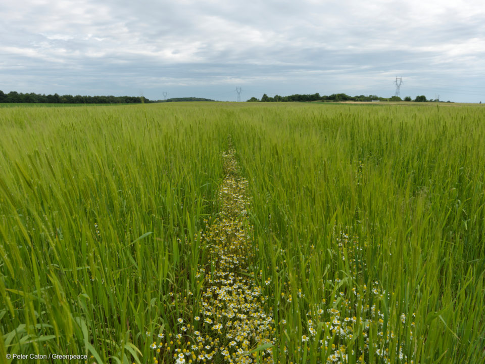 Le ministre de l’agriculture, Stéphane Travert, vient une nouvelle fois de donner la priorité à l’agriculture conventionnelle, entravant le développement de l’agriculture écologique en France. L’agriculture biologique et paysanne souffre depuis plusieurs mois d’un scandaleux déficit de subventions alors même que ce secteur est en pleine croissance.