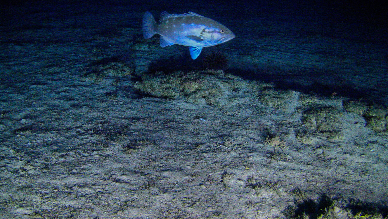 Dans le cadre de notre campagne pour sauver le Récif de l'Amazone, nous actionnons tous les leviers pour mettre la compagnie Total en porte-à-faux et lui faire prendre conscience des dangers liés à ses projets d'exploration pétrolière dans cette région. 