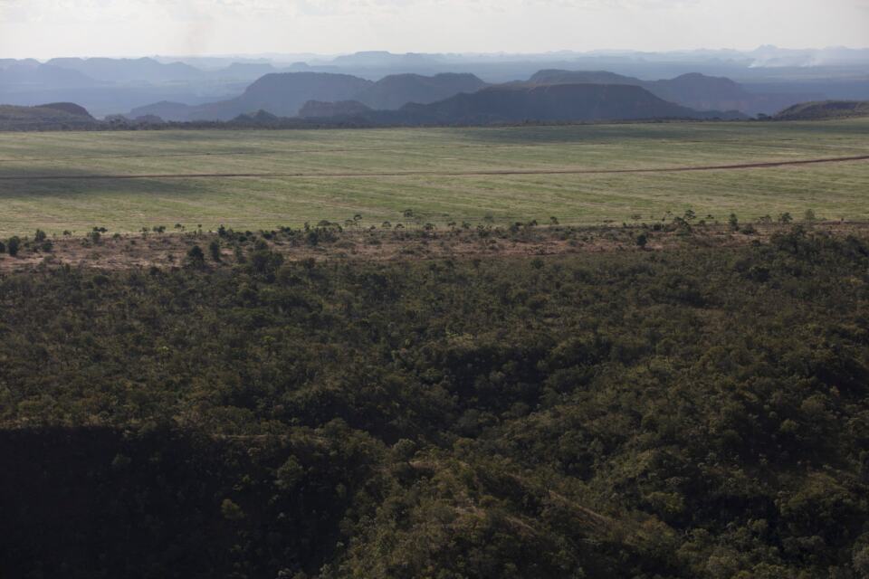 Quarante organisations brésiliennes, dont Greenpeace Brésil, ont lancé la semaine dernière un manifeste commun pour demander aux entreprises qui se fournissent en soja et en bœuf dans la région brésilienne du Cerrado de s’engager à protéger cet écosystème fortement menacé. 