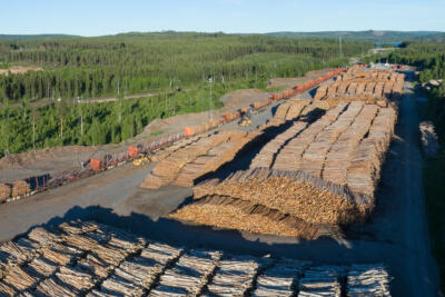 Spécial Cash Investigation : les forêts menacées par une razzia sur le bois