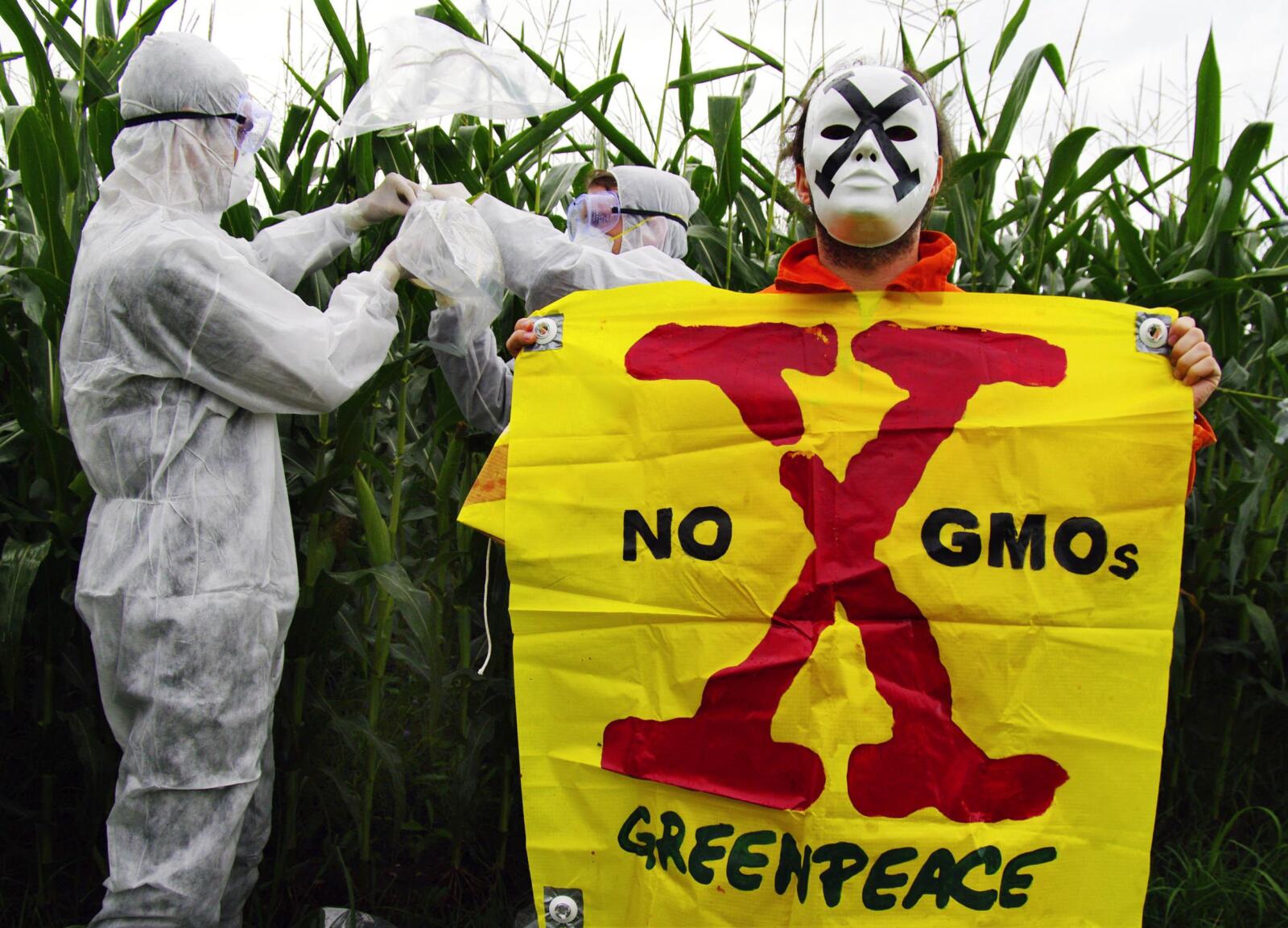 La saga nouveaux OGM se poursuit
Le destin des nouveaux OGM n'est pas encore 