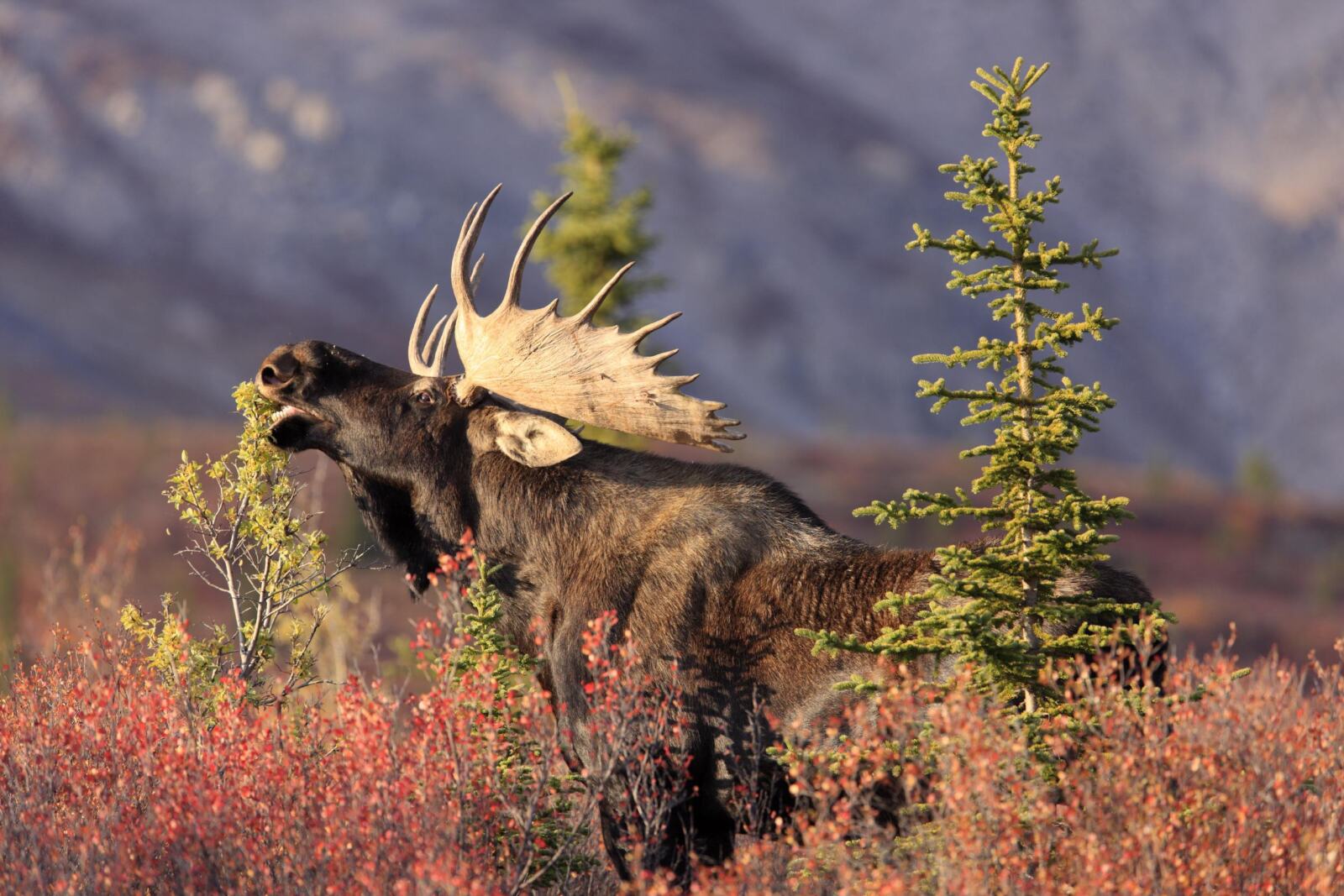 Le 16 octobre 2017, une nouvelle étape déterminante a été franchie dans la bataille qui nous oppose au plus gros exploitant forestier canadien, l'entreprise Résolu : suite à une décision de justice de la cour américaine, c'est l'ensemble  de la poursuite-bâillon intentée aux États-Unis par l'entreprise contre Greenpeace qui a été rejetée. Cette décision envoie un message clair aux entreprises qui attaquent outrageusement la liberté d'expression. Elle constitue aussi une bonne nouvelle pour la protection des forêts.