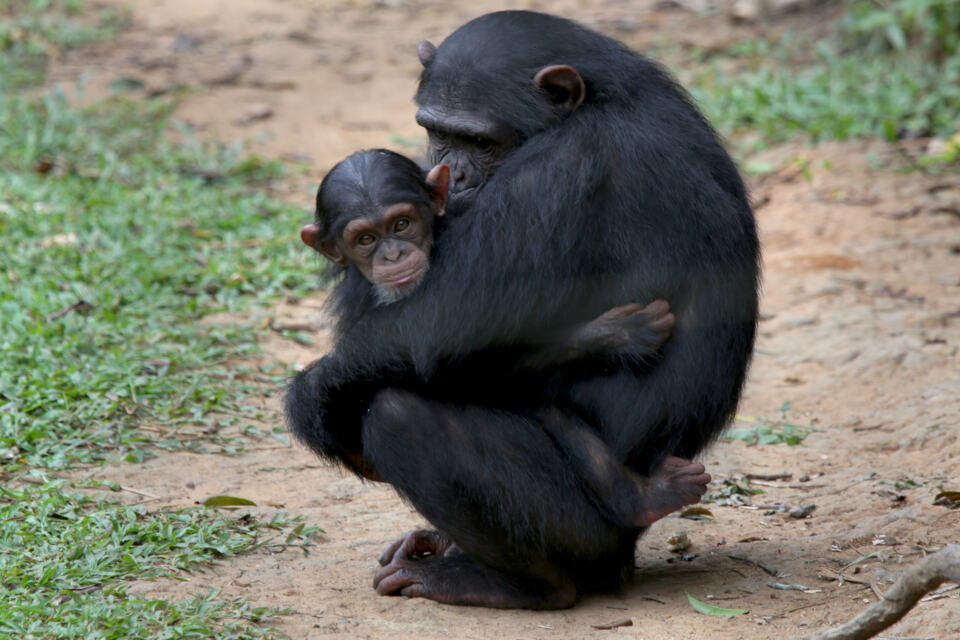 Source d'eau et de nourriture, la forêt du bassin du Congo est une source de subsistance pour beaucoup de communautés et constitue un véritable abri pour de nombreuses espèces animales, comme les gorilles, les chimpanzés ou les éléphants. C'est l'une des plus grandes forêts tropicales du monde et le quatrième puits de carbone le plus important de la planète : elle stocke en effet une quantité considérable, ce qui la rend indispensable à l'équilibre climatique. Mais elle est aujourd’hui en péril.