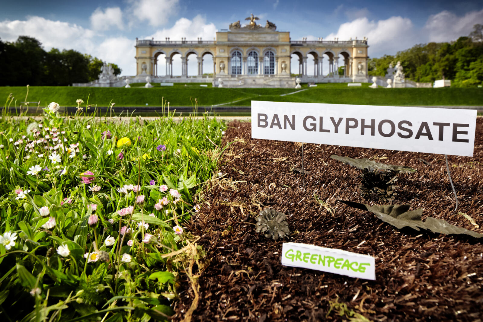 Les États membres viennent à nouveau de rejeter la proposition de la Commission de renouveler l'autorisation du glyphosate dans l'Union européenne. Cet herbicide controversé fait l'objet d'une opposition politique et publique croissante dans l'Union européenne. Décryptage.
