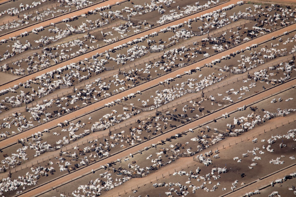 Aujourd’hui, 75 % des terres agricoles dans le monde servent à élever du bé