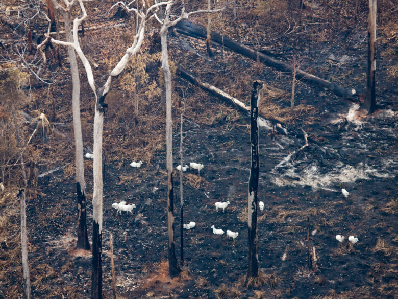 Une forêt récemment brûlée en Amazonie