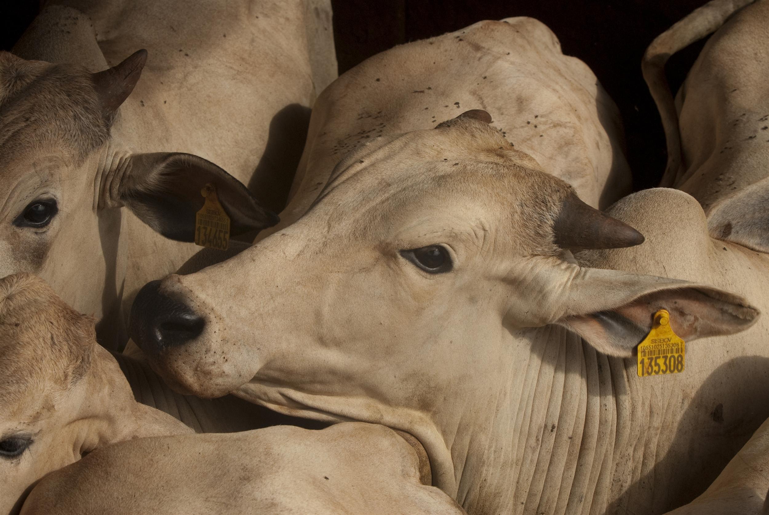 Un troupeau dans une ferme d'élevage industriel au Brésil