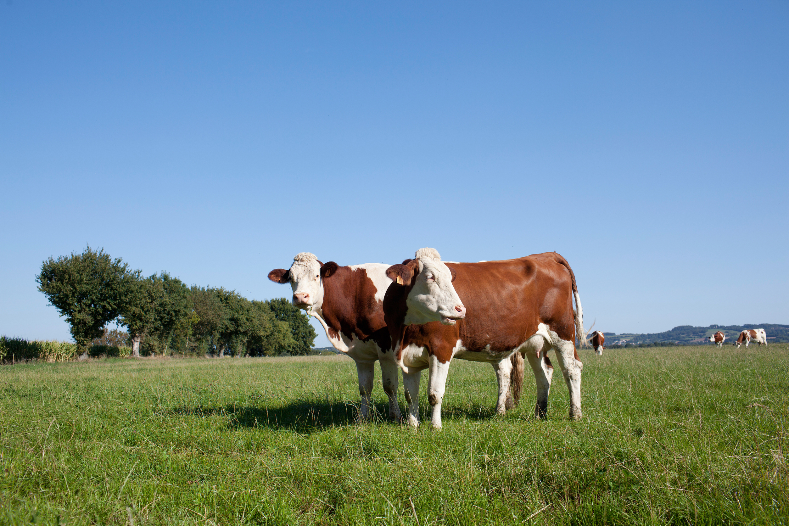 Les vaches d'une ferme laitière écologique en France.