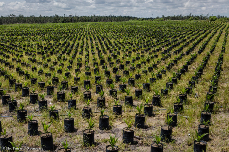 Ces dernières années, les plus gros négociants d’huile de palme du monde se sont engagés à mettre en œuvre des politiques zéro déforestation. Greenpeace a voulu savoir comment ils progressent sur le terrain. Les conclusions de notre nouveau rapport sont alarmantes : la déforestation entache toujours les chaînes d’approvisionnement d’huile de palme.