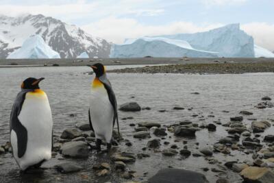 Protégeons l’océan Antarctique