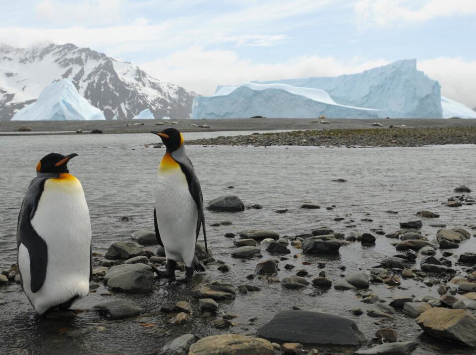 En 2018, nous avons l’opportunité de créer dans l’océan Antarctique la plus grande réserve marine du monde