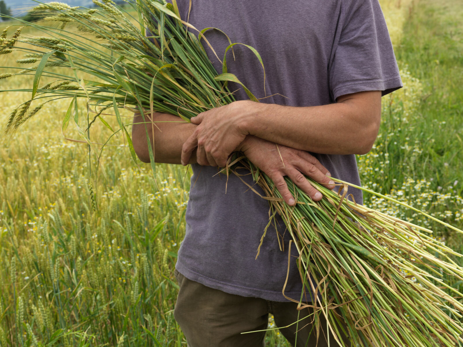 Après la décision scandaleuse de l'Union européenne de renouveler l'autorisation du glyphosate pour cinq ans, sans aucune restriction, E. Macron s'est immédiatement engagé à l'interdire d'ici à trois ans maximum, et ce dès que des «&nbsp;alternatives&nbsp;» auront été trouvées. Greenpeace salue cet objectif mais se questionne sur le plan d'action pour l'atteindre, surtout au vu de l'échec du plan Ecophyto. Pour rappel, ce plan était censé faire diminuer l'utilisation de pesticides… L'objectif inverse semble avoir été atteint, avec une augmentation de… 22&nbsp;%. 