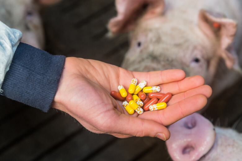 Les antibiotiques donnés aux cochons, dans un établissement au nord de l'Allemagne