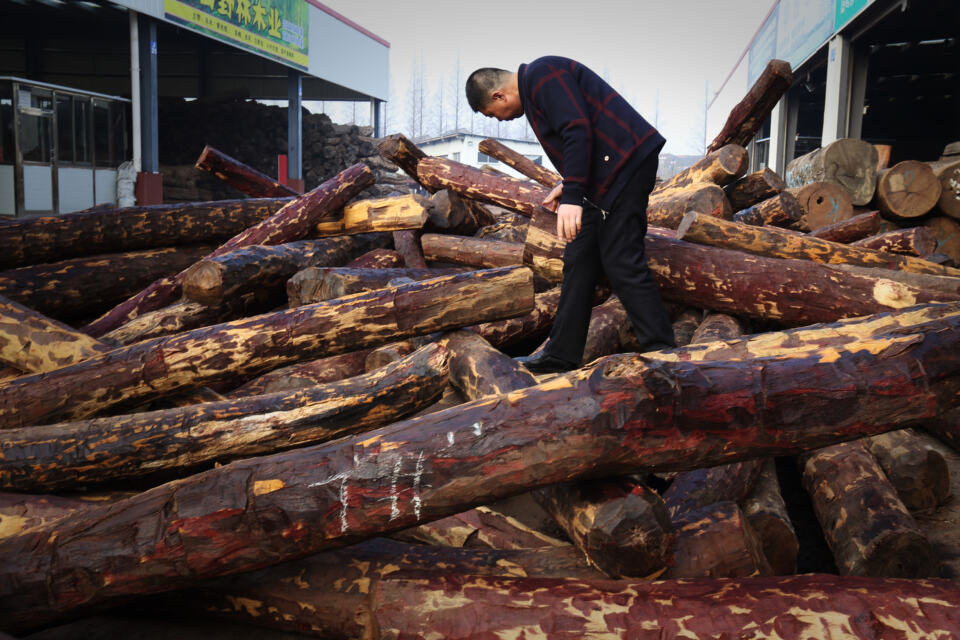 Le trafic de bois illégal est une immense industrie parallèle qui pèse des milliards et menace les forêts du monde entier. Certaines recherches montrent qu'entre 20 et 40 % du bois tropical introduit sur les marchés internationaux provient de l’exploitation illégale de forêts. Ainsi, la valeur du commerce du bois récolté illégalement serait comparable à celle du marché de la drogue. Alors que des notions comme celle de « justice climatique » (le droit de tous, en particulier des plus vulnérables, à une planète vivable) invitent à une vraie prise en compte juridique de l’environnement et des services rendus par les écosystèmes, qu’en est-il de l’action de la justice française en matière de bois illégal ? Aujourd’hui, les juridictions de notre pays font preuve d’une forte inertie.