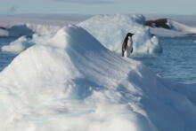 Océan Antarctique : journal de bord
