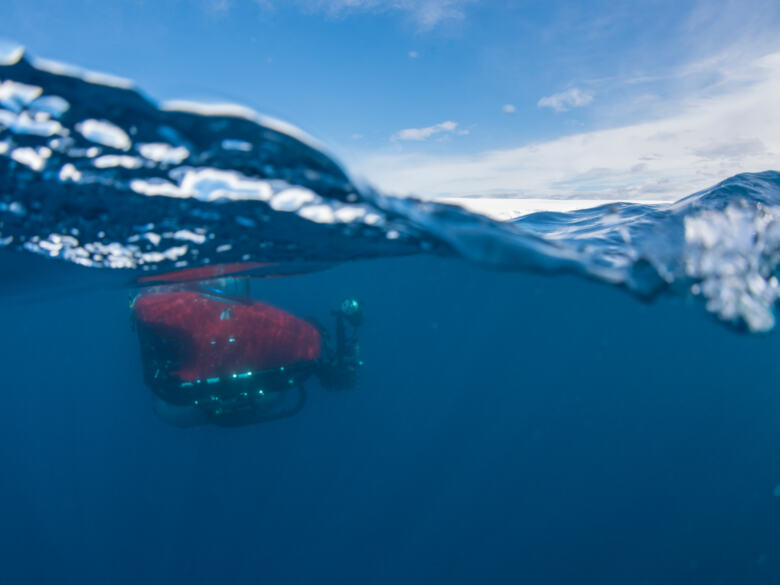 Premières images du plancher océanique Antarctique par Greenpeace.