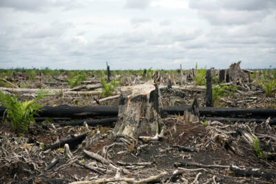 L’Union européenne va-t-elle continuer à ignorer son rôle dans la déforestation ?
