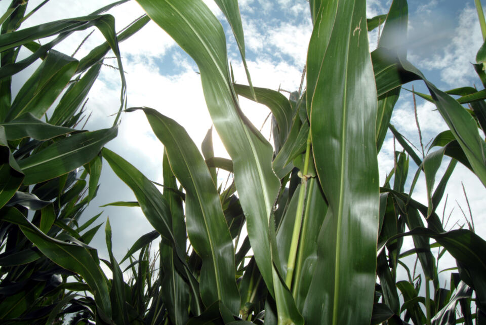 La Politique agricole commune (PAC) est l’ensemble des aides financières vers