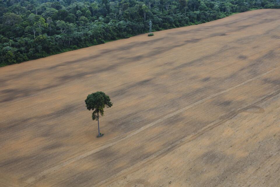 La déforestation : loin des yeux, loin du cœur ? Même si nous ne la ressentons pas sur notre territoire, une part non négligeable des produits que nous importons et que nous consommons (contenant notamment de l’huile de palme, du bœuf, du cuir, du soja, du cacao et du bois) contribue à la déforestation à l’autre bout du monde. La France se trouve à la croisée des chemins.