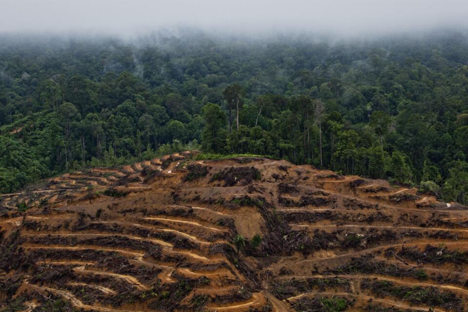 L’huile de palme reste une matière première à haut risque et sa production est la première cause de déforestation en Indonésie. Les entreprises doivent faire toute la lumière sur l’origine de leur huile de palme et ne plus s’approvisionner auprès des producteurs qui refusent de changer leurs pratiques. En 2010, des dizaines de multinationales des secteurs agroalimentaire et cosmétique ont pris des engagements pour lutter contre la déforestation. Elles s’étaient donné jusqu’à 2020 pour les mettre en œuvre ces engagements… où en sont ces entreprises aujourd’hui ? C’est ce que Greenpeace a voulu savoir et nos conclusions sont dans notre dernier rapport “A moment of truth”.