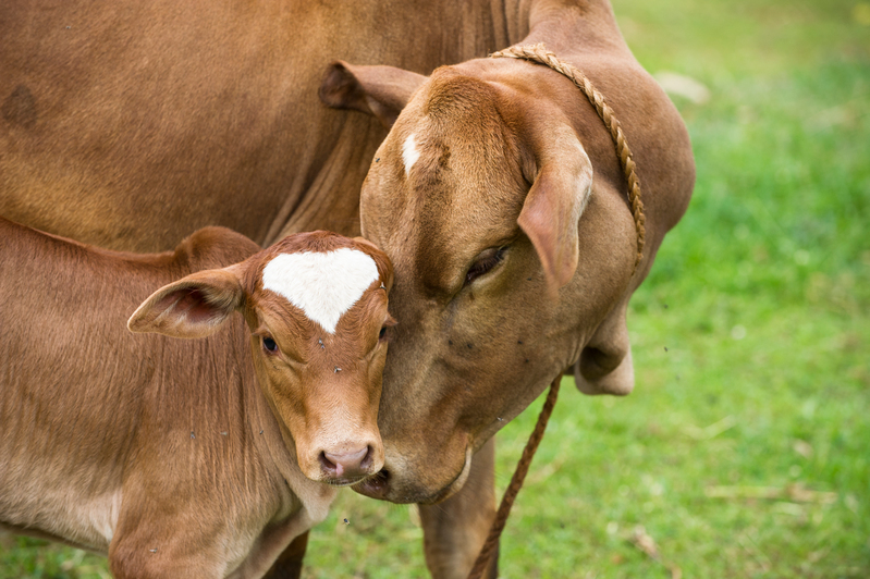 Bétail dans une ferme écologique au Kenya
