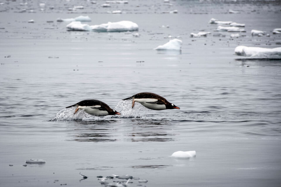 Tous les manchots ne peuvent pas se targuer de vivre en Antarctique, mais ceux qui s’y trouvent méritent très largement d’être connus. A l’occasion de la Journée mondiale des manchots, voici notre Top 5 des manchots les plus cools. Préparez-vous à en prendre pleins les mirettes !