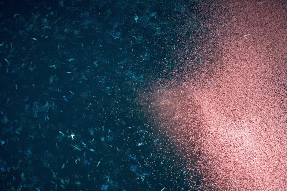 Connaissez-vous le krill ? Ce petit crustacé en forme de crevette est essentiel à la survie des baleines et manchots adélie. Il est à la base de la chaîne alimentaire de l’océan Antarctique. Malheureusement, le krill est convoité pour ses qualités nutritionnelles et fait l’objet d’une pêche intensive dont l’appétit ne cesse de grandir. Le protéger, c’est protéger tout l’écosystème de l’Antarctique.