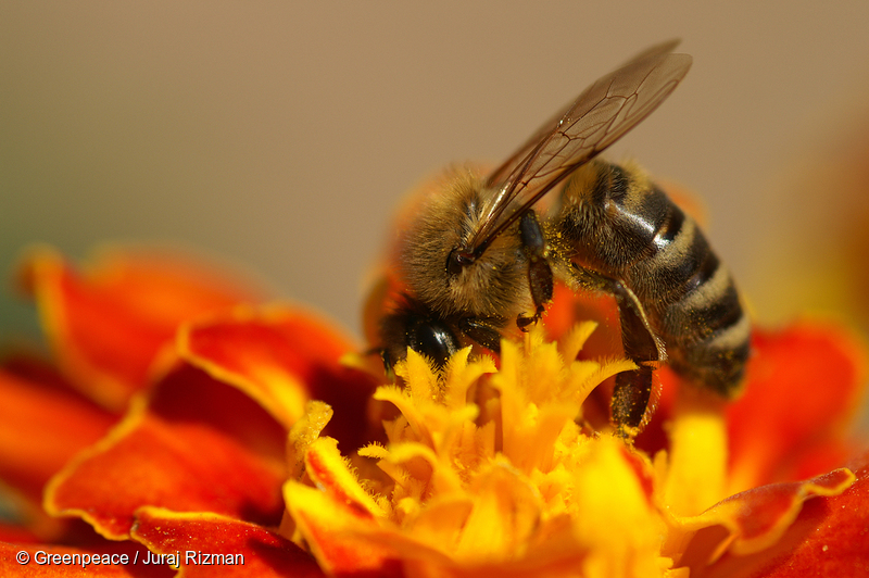  Les gouvernements européens se sont prononcés aujourd’hui à Bruxelles en faveur de l’interdiction de trois néonicotinoïdes particulièrement dangereux pour les abeilles : l’imidaclopride, le clothianidine et le thiamétoxame, fabriqués par les géants de l’agrochimie Bayer et Syngenta.
