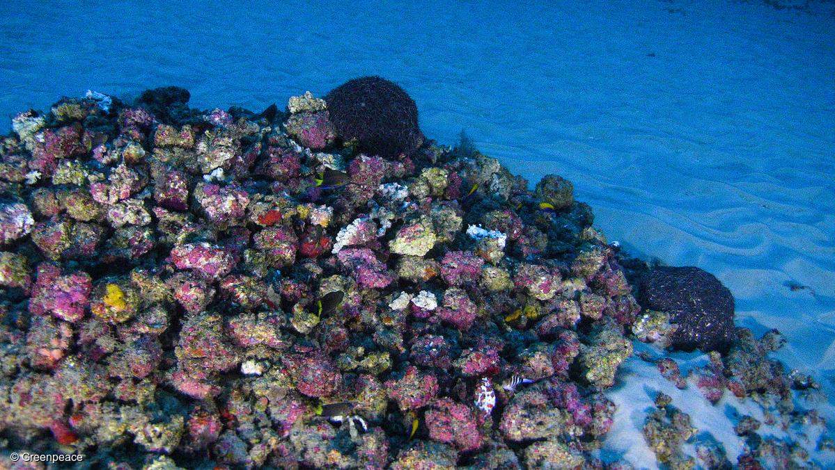 Pour marquer l'arrivée du bateau de Greenpeace L'Esperanza à proximité du Récif de l'Amazone et rappeler que nous sommes déterminé-es à le protéger face aux projets de Total, nous vous proposons de montrer que vous êtes aussi à nos côtés, grâce à une action sur Facebook. Vous n'utilisez pas Facebook ? Lisez un peu plus bas, vous pouvez aussi agir !