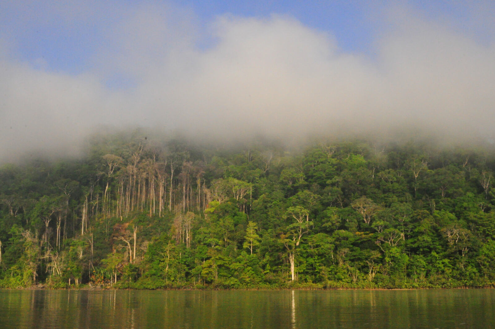 Le projet minier “Montagne d'Or” fait actuellement l'objet d'un débat public en Guyane française. En octobre 2017, Emmanuel Macron s'était dit favorable à la construction et à l'exploitation de cette mine d'or géante. Un positionnement à rebours des ambitions françaises en matière de protection des forêts mondiales et de lutte contre le changement climatique. Alors que le gouvernement veut mettre fin à la déforestation induite par les importations françaises, ne devrait-il pas d'abord être exemplaire sur son propre sol ?