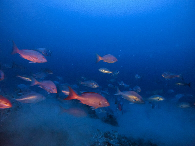 Photo du Récif de l'Amazone prise par Greenpeace dans les eaux guyanaises.