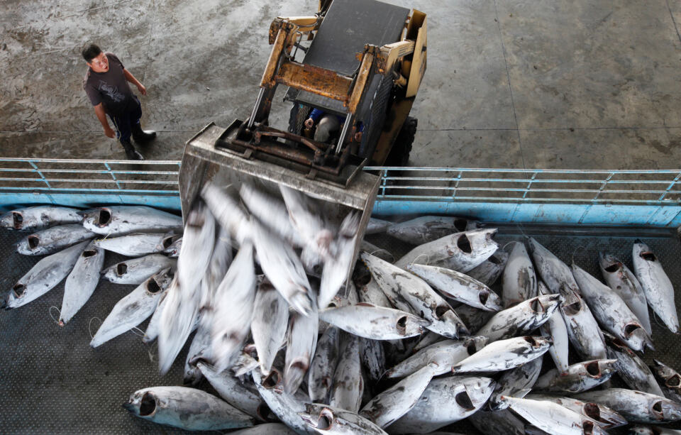 Depuis quelque temps, en plus de documenter les conséquences de la surpêche sur les ressources halieutiques, Greenpeace met en lumière une facette de l’industrie de la pêche que l’on retrouve peu sous le feu des projecteurs : l’impact social sur les personnes qui travaillent dans cette industrie. A l’abri des regards, des travailleurs (qui sont souvent des hommes) sont victimes de nombreuses violations des droits humains, alors qu’ils ne voudraient qu’exercer leur métier de pêcheur. 
