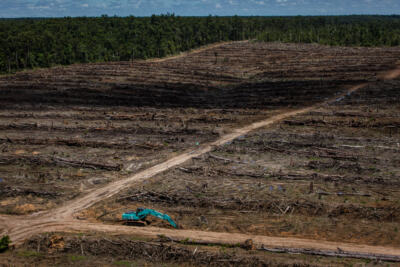 Déforestation : les internautes demandent au gouvernement de protéger les forêts