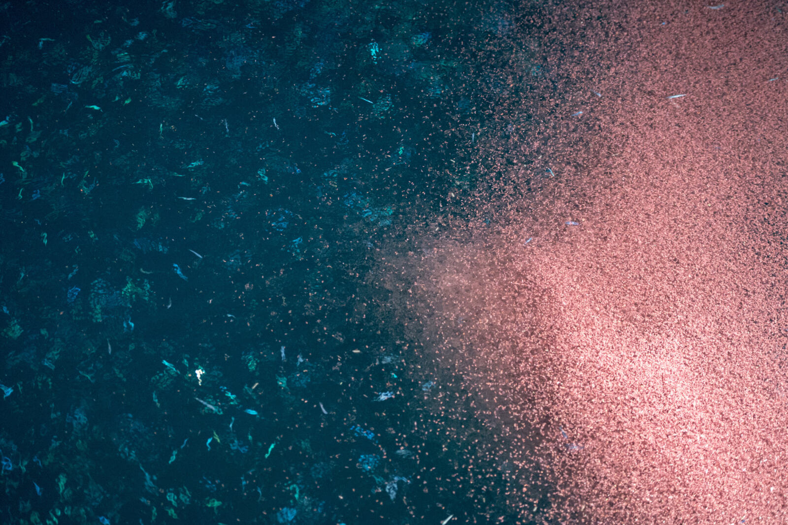 C'est une très bonne nouvelle que nous avons à vous annoncer aujourd'hui : des industriels de la pêche au krill viennent de s'engager à réduire leur impact sur la biodiversité marine de l'océan Antarctique et à soutenir notre demande pour la création d'un sanctuaire marin dans cette région. 
