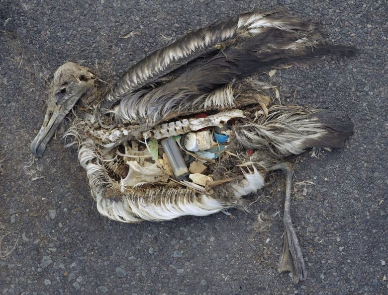 Albatros retrouvé mort sur une plage des îles Midway (océan Pacifique nord), l'estomac rempli de plastiques. Septembre 2009.