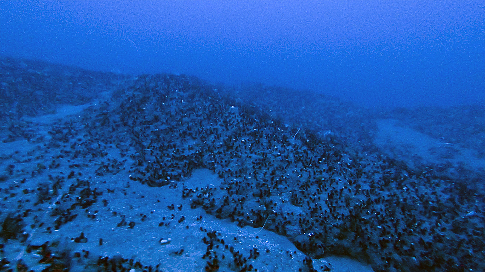 Samedi 22 septembre nous avons fait une activité autour de la fontaine de la Pl