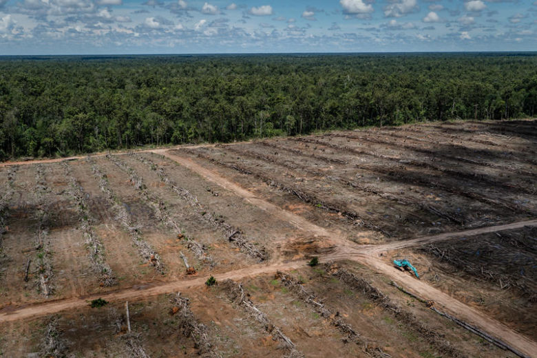 Plantation d'huile de palme en Papouasie indonésienne (PT Agrinusa Persada Mulia) - mars 2018 © Ulet Ifansasti / Greenpeace