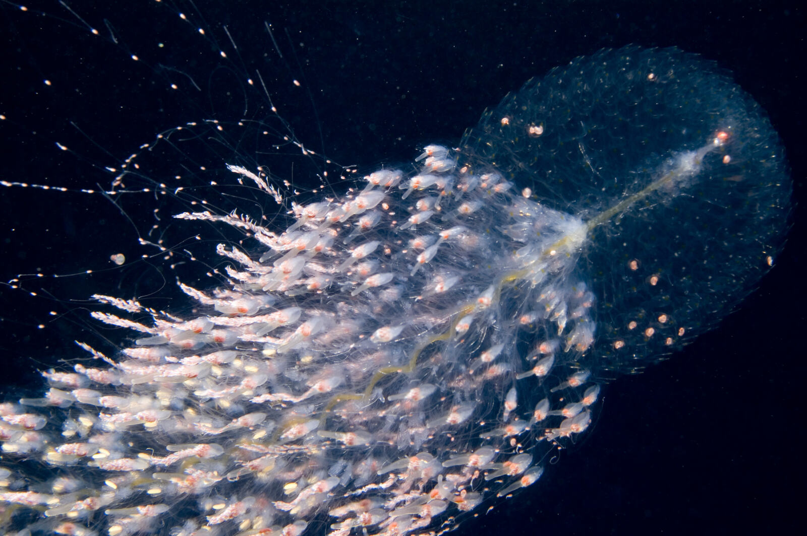C'est une opportunité historique qui se présente à nous : les négociations onusiennes sur le Traité mondial sur la haute mer vont enfin s'ouvrir. Greenpeace s'est battue pendant des années pour qu'un tel traité soit adopté. Les enjeux sont immenses. Les scientifiques parlent de “la dernière chance pour les océans”. Et c'est exactement de cela dont il s'agit. 