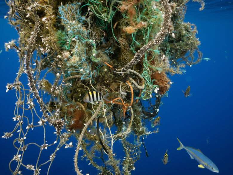 De nombreux poissons (Abudefduf saxatilis et Elagatis bipinnulata) sont attirés par cet amas de débris, à la recherche de nourriture.