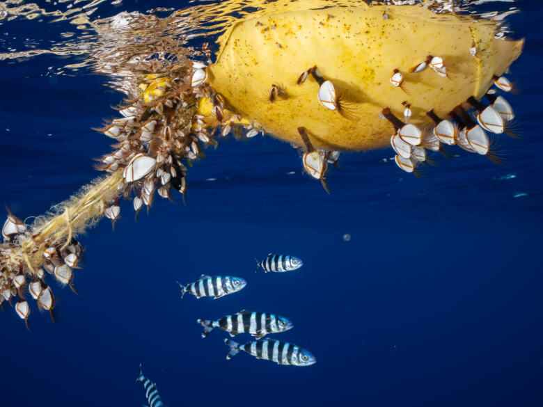 De même, cette bouée est devenue l'habitat de pédonculés et de crabes et de poissons-pilotes.