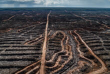 Déforestation et huile de palme : le compte à rebours final