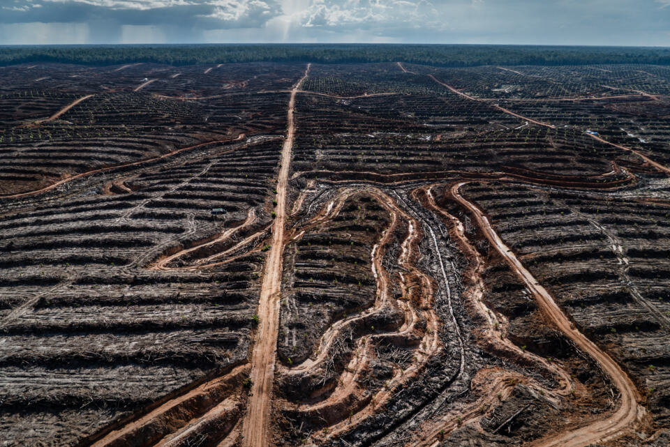 La filière huile de palme doit faire la démonstration que son huile n’est pas issue de la déforestation.