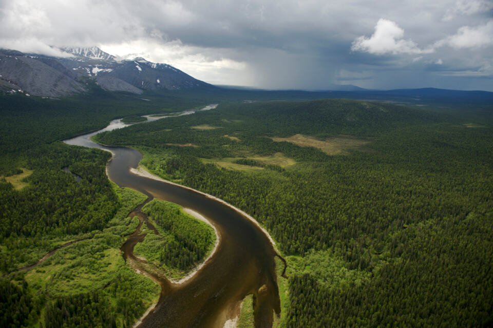  - Komi Forest in Russia.
Nordischer Mischwald in Russland. Komi Urwald.